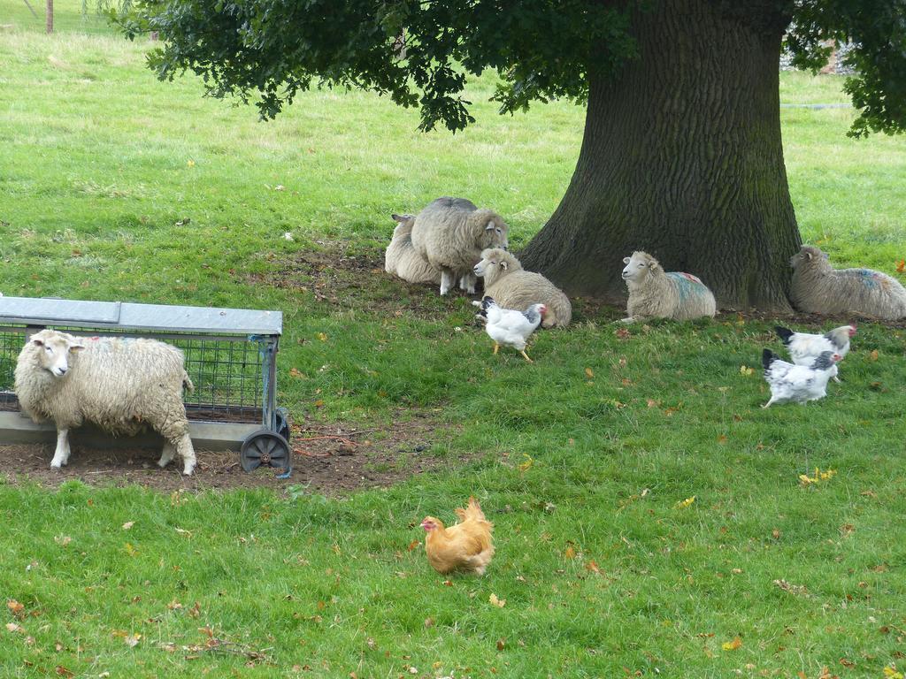 The Old Pear Tree Bed & Breakfast Whepstead Luaran gambar